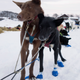 Dogs at the Neiden check point after a long run.